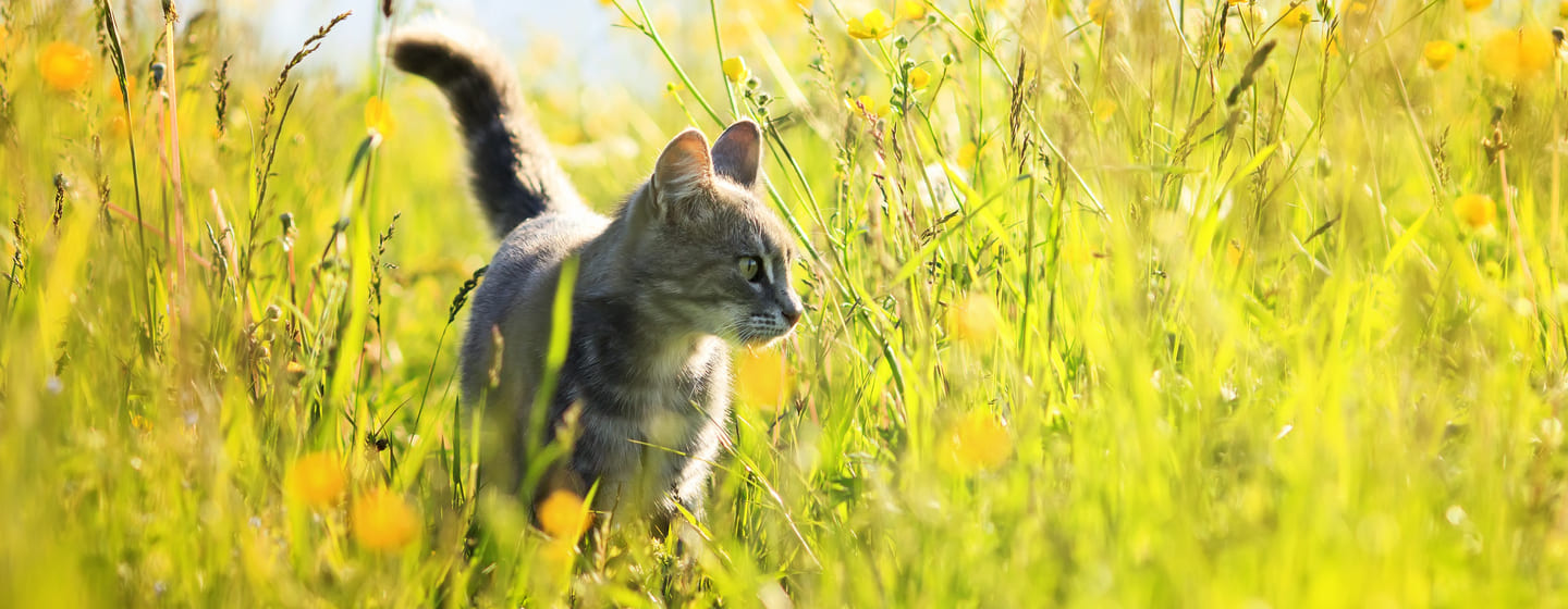 Hay fever in cats